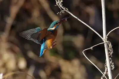 カワセミ飛翔写真画像