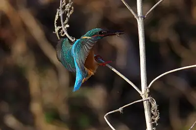 カワセミ飛翔写真画像