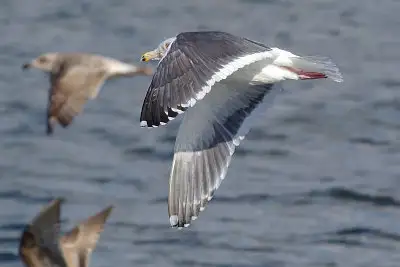 カモメ、ウミネコ飛翔写真画像