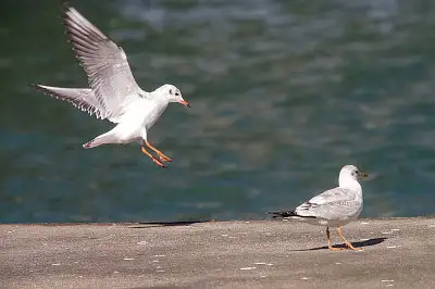 カモメ、ウミネコ飛翔写真画像