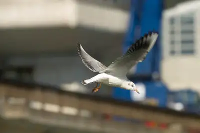 カモメ、ウミネコ飛翔写真画像