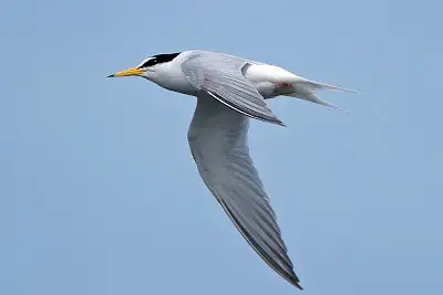 コアジサシ飛翔写真画像