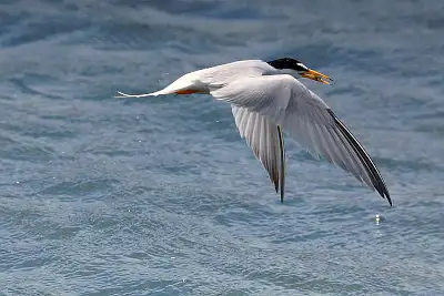 コアジサシ飛翔写真画像