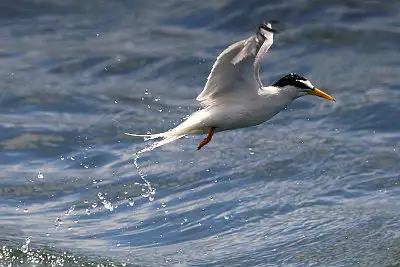 コアジサシ飛翔写真画像