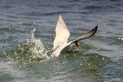 コアジサシ飛翔写真画像