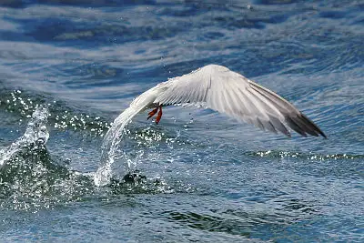 コアジサシ飛翔写真画像