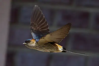 コシアカツバメ飛翔写真画像