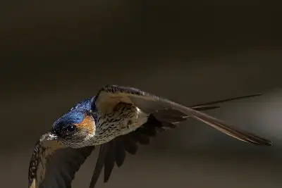 コシアカツバメ飛翔写真画像