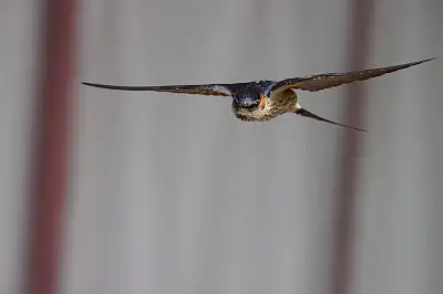 コシアカツバメ飛翔写真画像