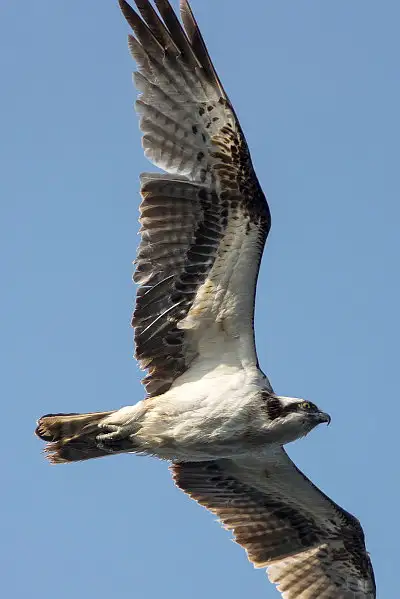 ミサゴ飛翔写真画像