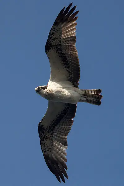 ミサゴ飛翔写真画像