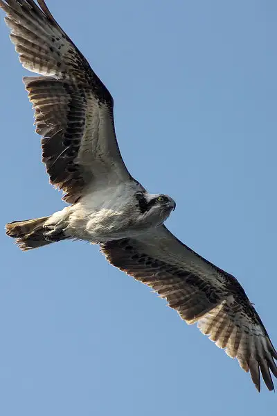 ミサゴ飛翔写真画像