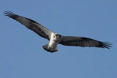 ミサゴ飛翔写真画像