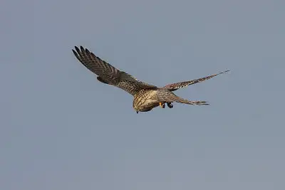 チョウゲンボウ飛翔写真画像