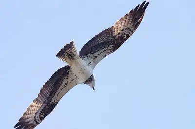 ミサゴ飛翔写真画像