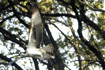 ミサゴ飛翔写真画像