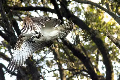 ミサゴ飛翔写真画像