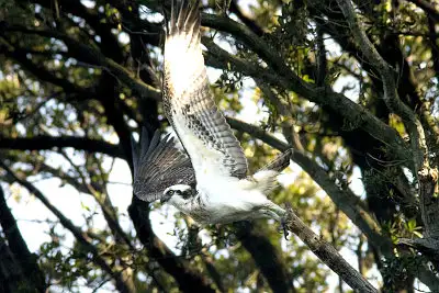 ミサゴ飛翔写真画像