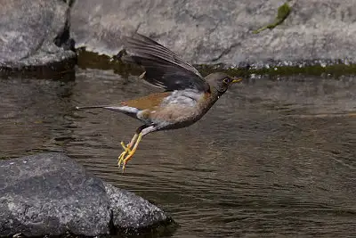 シロハラ飛翔写真画像