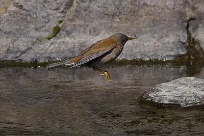 シロハラ飛翔写真画像