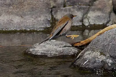 シロハラ飛翔写真画像