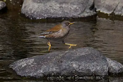 シロハラ飛翔写真画像