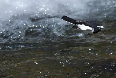 セグロセキレイ飛翔写真画像