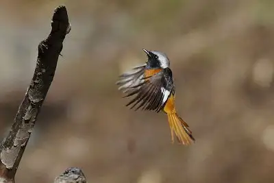 ジョウビタキ飛翔写真画像