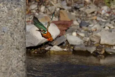 カワセミ飛翔写真画像