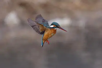 カワセミ飛翔写真画像