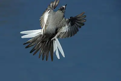 ハクセキレイ飛翔写真画像