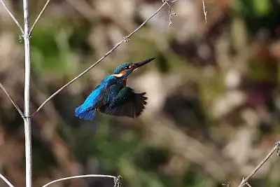 カワセミ飛翔写真画像
