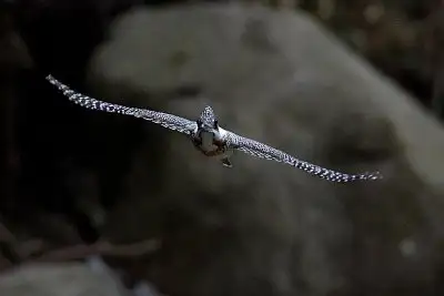 ヤマセミ飛翔写真画像