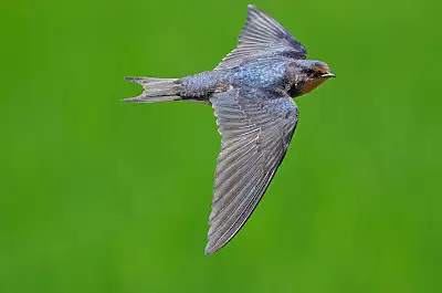 ツバメ飛翔写真画像