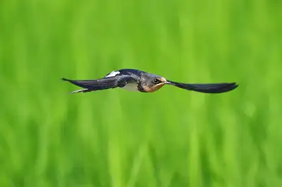 ツバメ飛翔写真画像