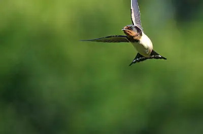 ツバメ飛翔写真画像