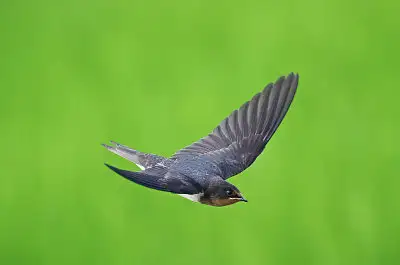 ツバメ飛翔写真画像