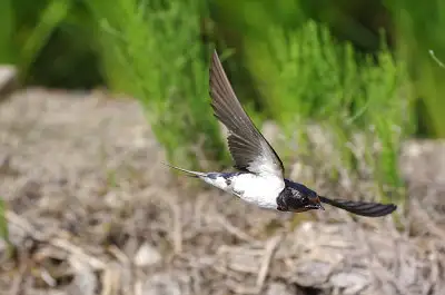 ツバメ飛翔写真画像
