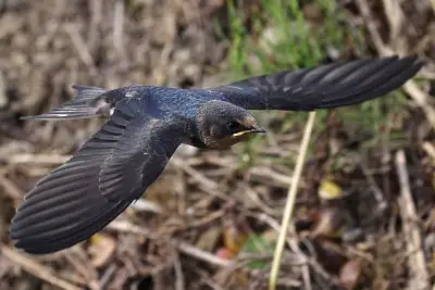 ツバメ飛翔写真画像