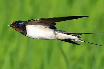 ツバメ飛翔写真画像