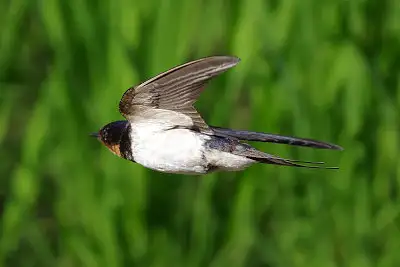 ツバメ飛翔写真画像