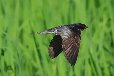 ツバメ飛翔写真画像