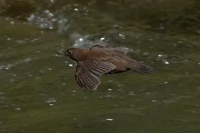 カワガラス飛翔写真画像