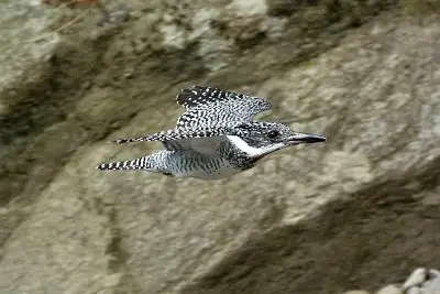 ヤマセミ飛翔写真画像