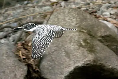 ヤマセミ飛翔写真画像