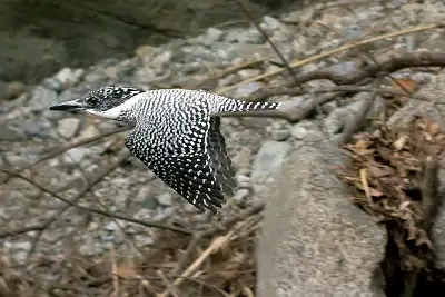 ヤマセミ飛翔写真画像