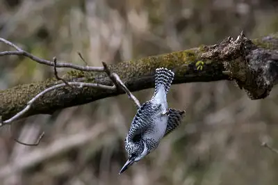 ヤマセミ飛翔写真画像