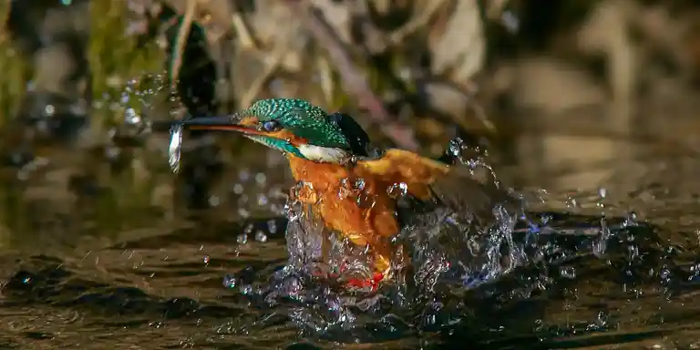 カワセミ超高解像画像 ボーグ(BORG)販売 バーダーショップ フジノ