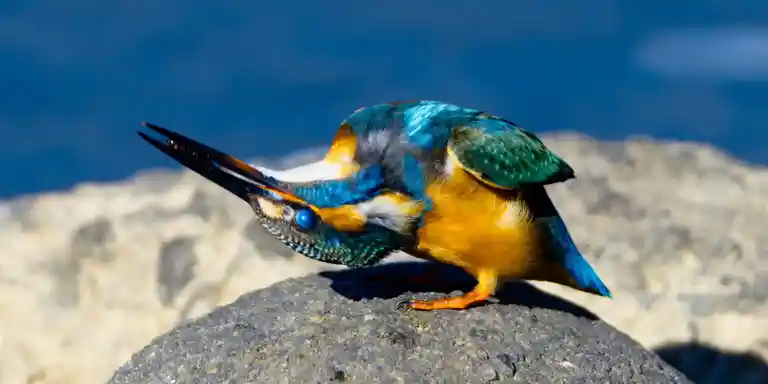 ピカソ 20241105 カワセミ（翡翠） | 野鳥撮影記録