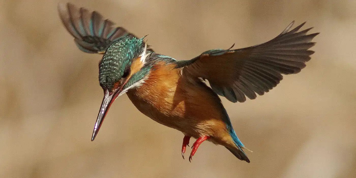 野鳥画像